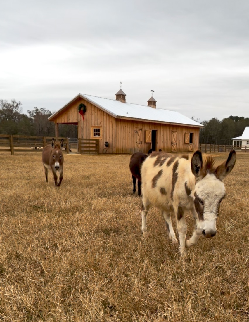 Wherry Meadows Farm | Family Farm Tours & Events in Dothan, AL